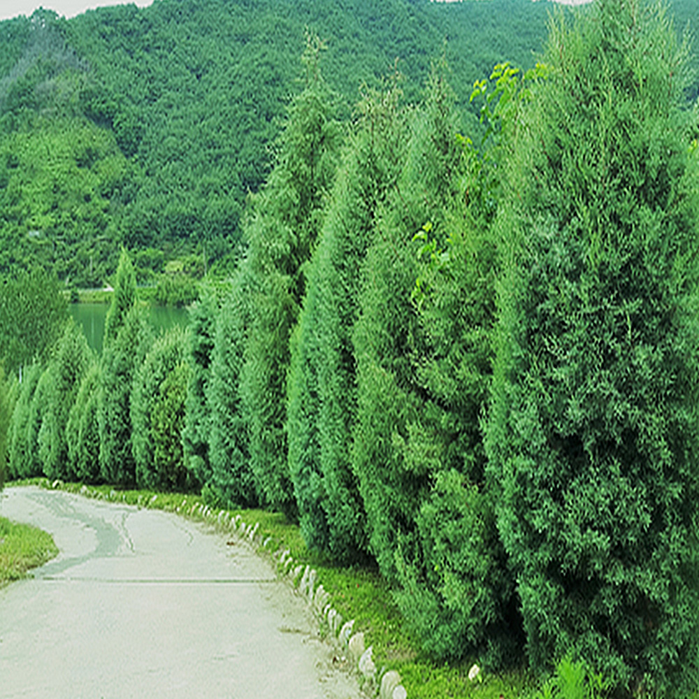 착한가격 나무묘목 나무생각