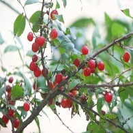 이스라지(산앵두)
