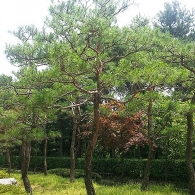 소나무/적송