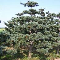 오엽송