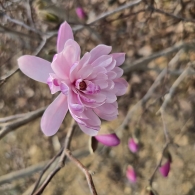 로지아목련(별목련)