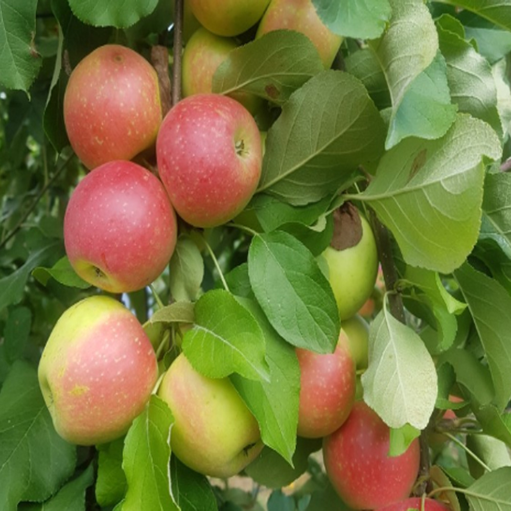 착한가격 나무묘목 나무생각